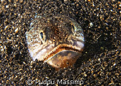 lembeh strait,nikpn d2x 60 mm macro by Puddu Massimo 